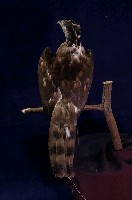 鳳頭蒼鷹藏品圖，第7張